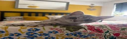 British Shorthair cats for sale: 🏆GCCF Rare Lilac Tabby  - Advert 18