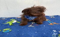 Pomapoo dogs for sale: Two gorgeous Pomapoo puppies available  - Image 8
