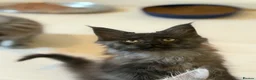 Maine Coon cats for sale: 👑Royal MaineCoon Girls TICA Champion Bloodline!👑 - Advert 13