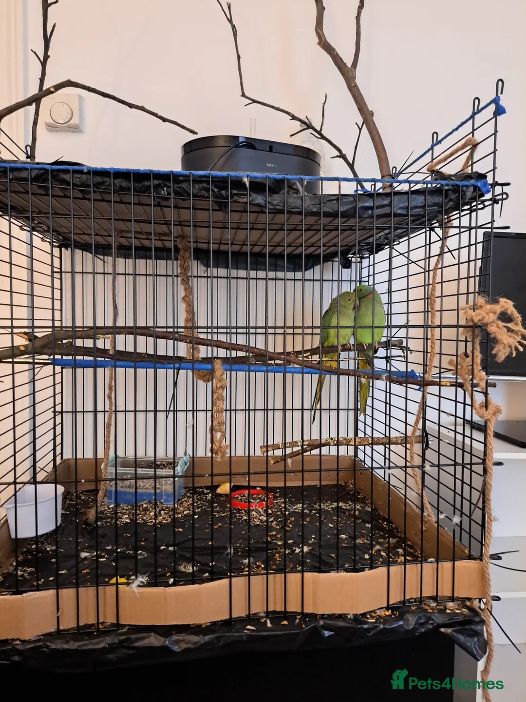 Ringnecks birds for sale: Ringneck pair (green) in Stoke-on-Trent - Advert 2