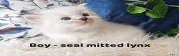 Ragdoll cats for sale: GCCF REGISTERED BEAUTIFUL RAGDOLLS KITTENS  - Advert 39