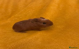 Guinea Pig rodents for sale: Mixed Guinea Pig babies  - Advert 4