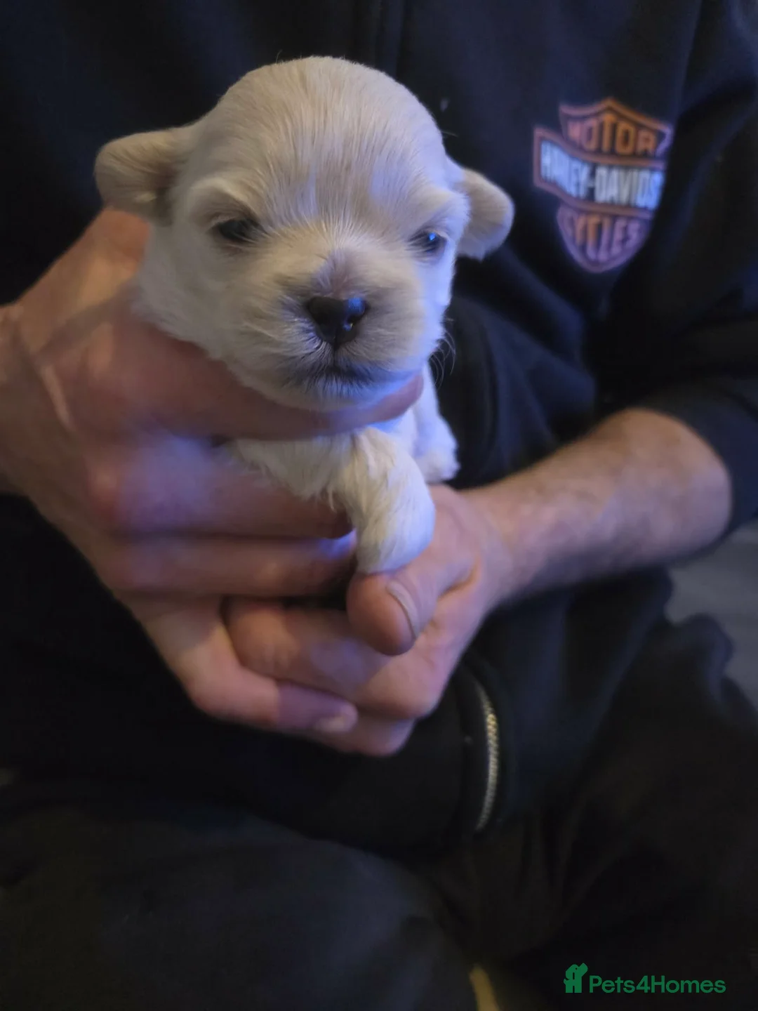 Shih Tzu dogs for sale: 3 beautiful Shih Tzu pups  in Newton-le-Willows - Advert 11