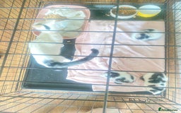 Domestic Shorthair cats for sale: 3 cuddly girl kittens available  - Image 12