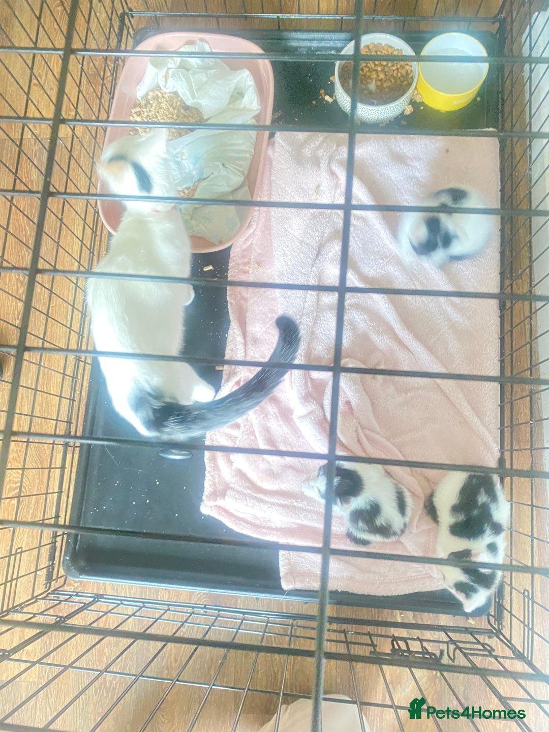 Domestic Shorthair cats for sale: 3 cuddly girl kittens available  - Image 12
