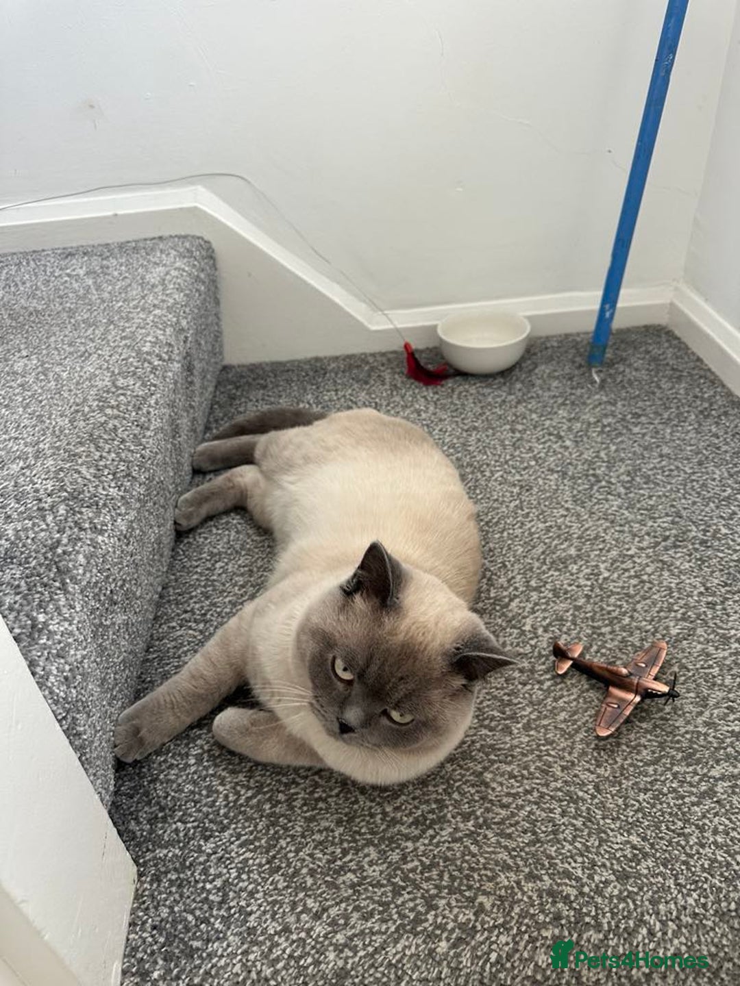 British Shorthair cats for sale: Milo Friendly British Shorthair (11 months) - Image 3
