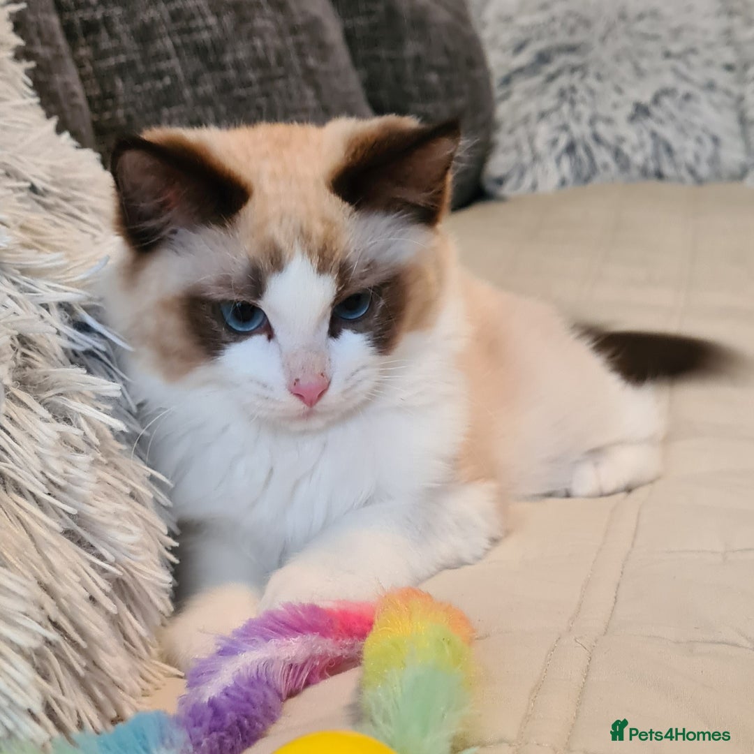 Ragdoll cats for sale: Boy Purebred Ragdolls – Loving Homes Needed - Image 10