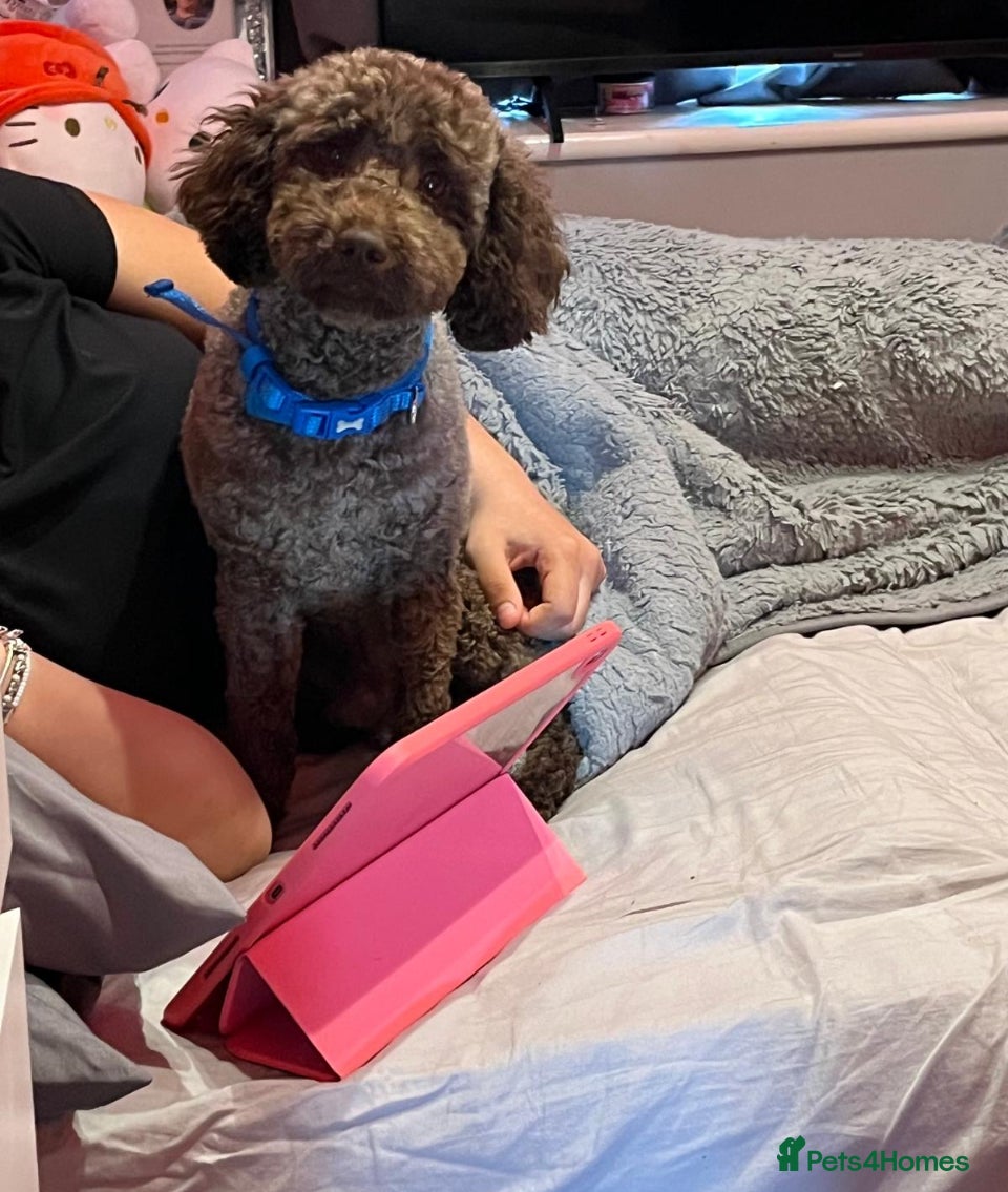 Miniature Poodle dogs GORGEOUS CHOCOLATE MINIATURE POODLE FOR STUD 💙🐩 - Advert 5