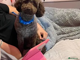 Miniature Poodle dogs GORGEOUS CHOCOLATE MINIATURE POODLE FOR STUD 💙🐩 - Advert 5