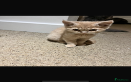 Mixed Breed cats for sale: Persian x Russian blue & British shorthair - Image 20