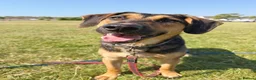 Mixed Breed dogs for adoption: 💙MARCO💙-  1 year old, a lower-medium/medium boy  - Advert 1