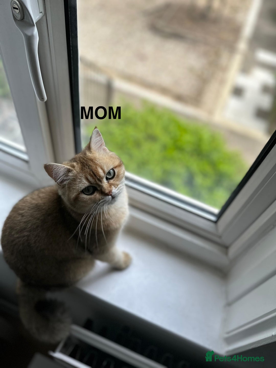 British Longhair cats for sale: Top qualityBritish longhaired kitten white&golden  - Image 19