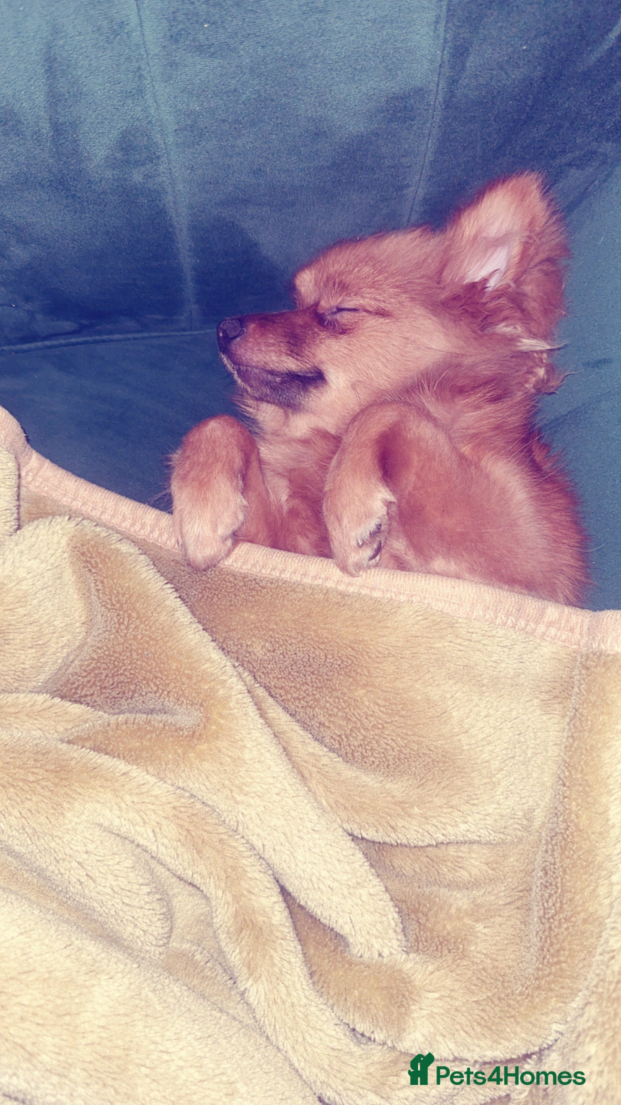 Pomeranian dogs Lulu  - Advert 1