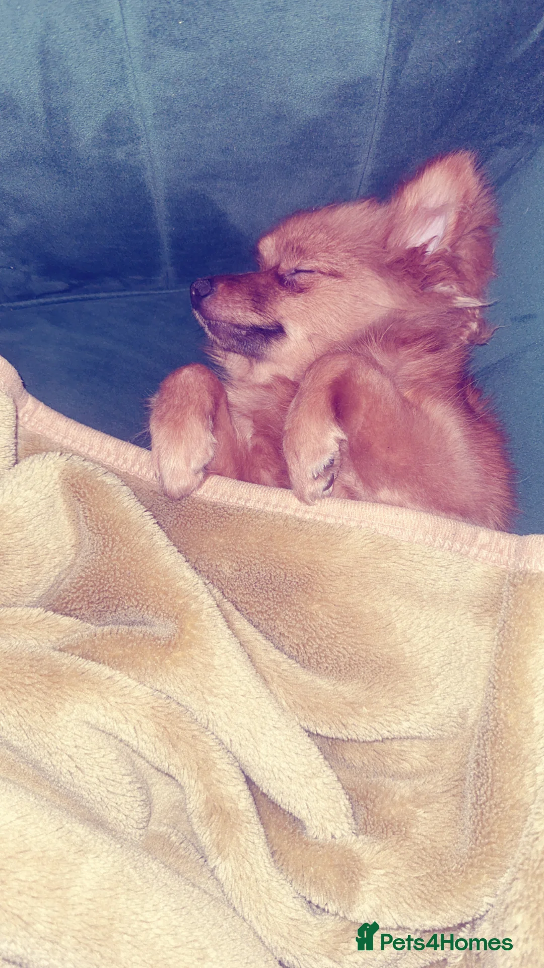 Pomeranian dogs for sale: Lulu  - Advert 1