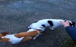 Jack Russell dogs for sale: Jack Russell terrier pup  - Image 3