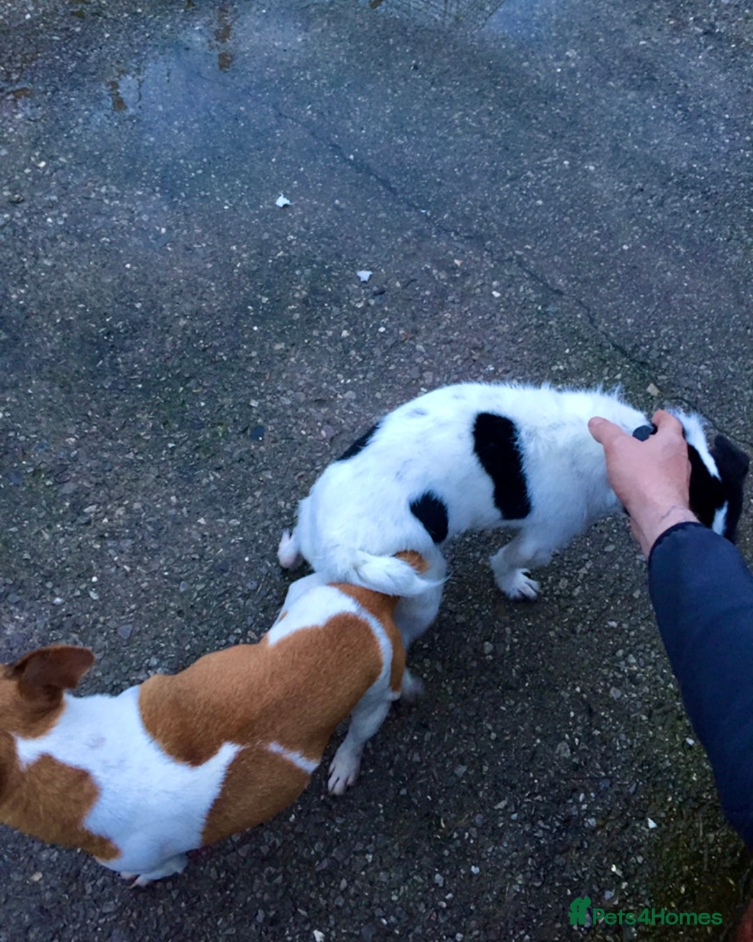 Jack Russell dogs for sale: Jack Russell terrier pup  - Image 3