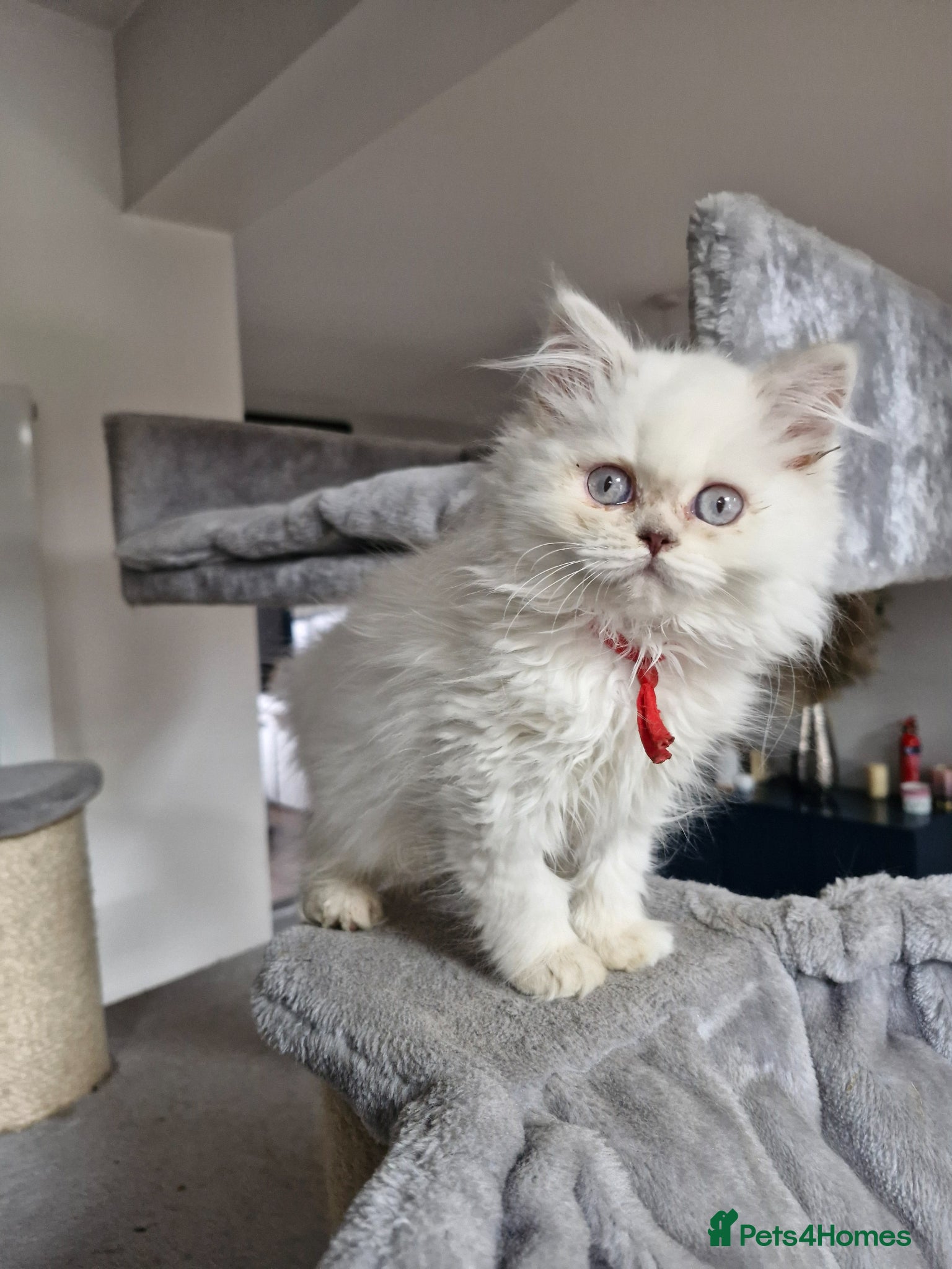 British Longhair cats British longhair and shorthair  - Advert 12