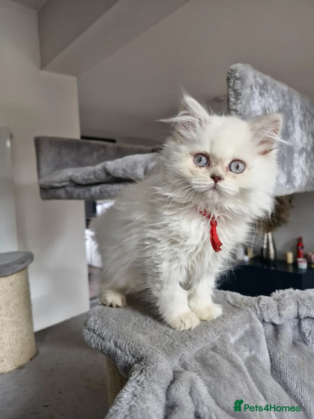 British Longhair cats for sale: British long hair  - Advert 2