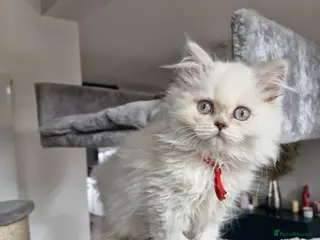 British Longhair cats British longhair and shorthair - Advert 12