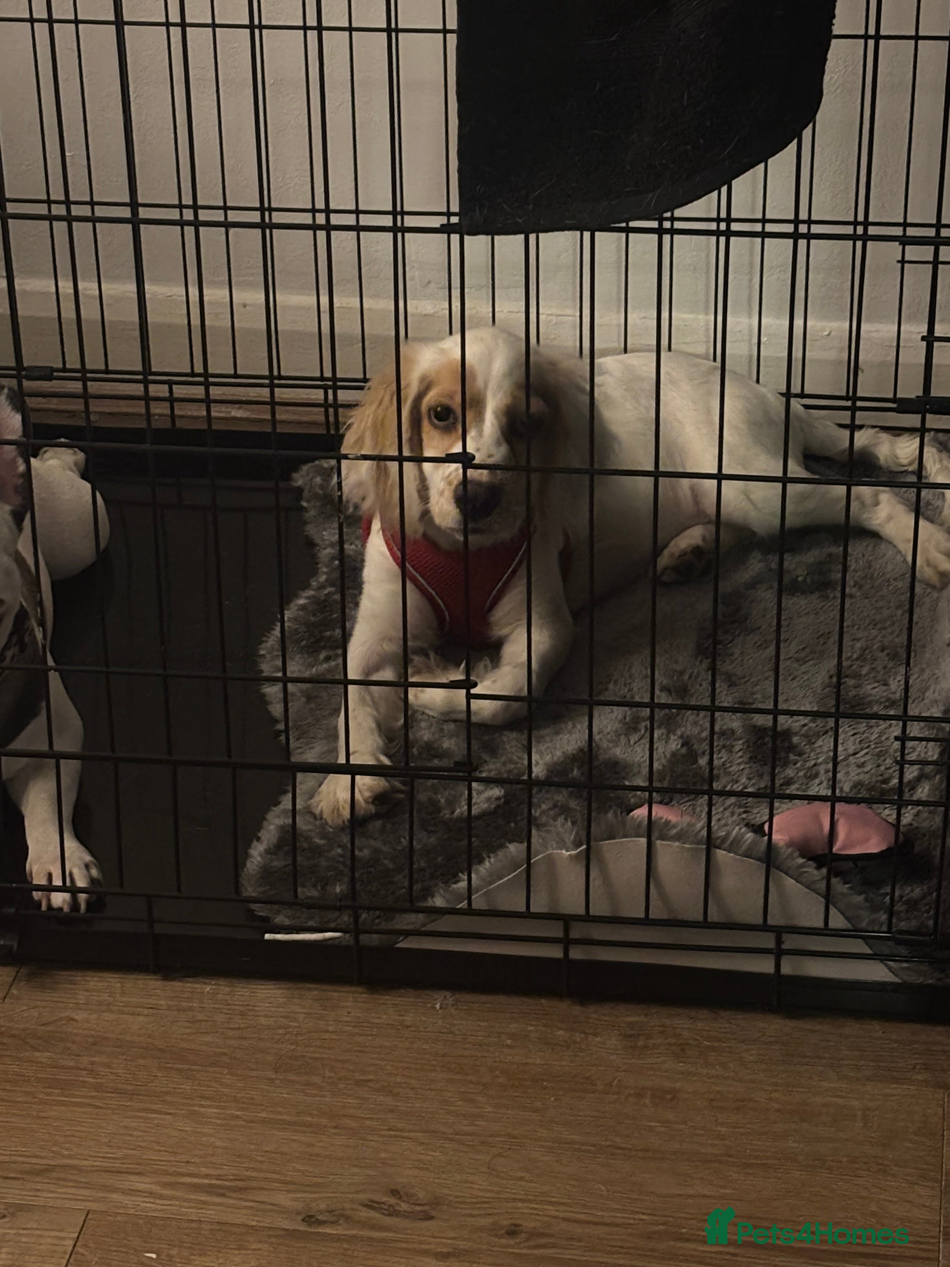 Cocker Spaniel dogs Cocker spaniel puppy  - Advert 1