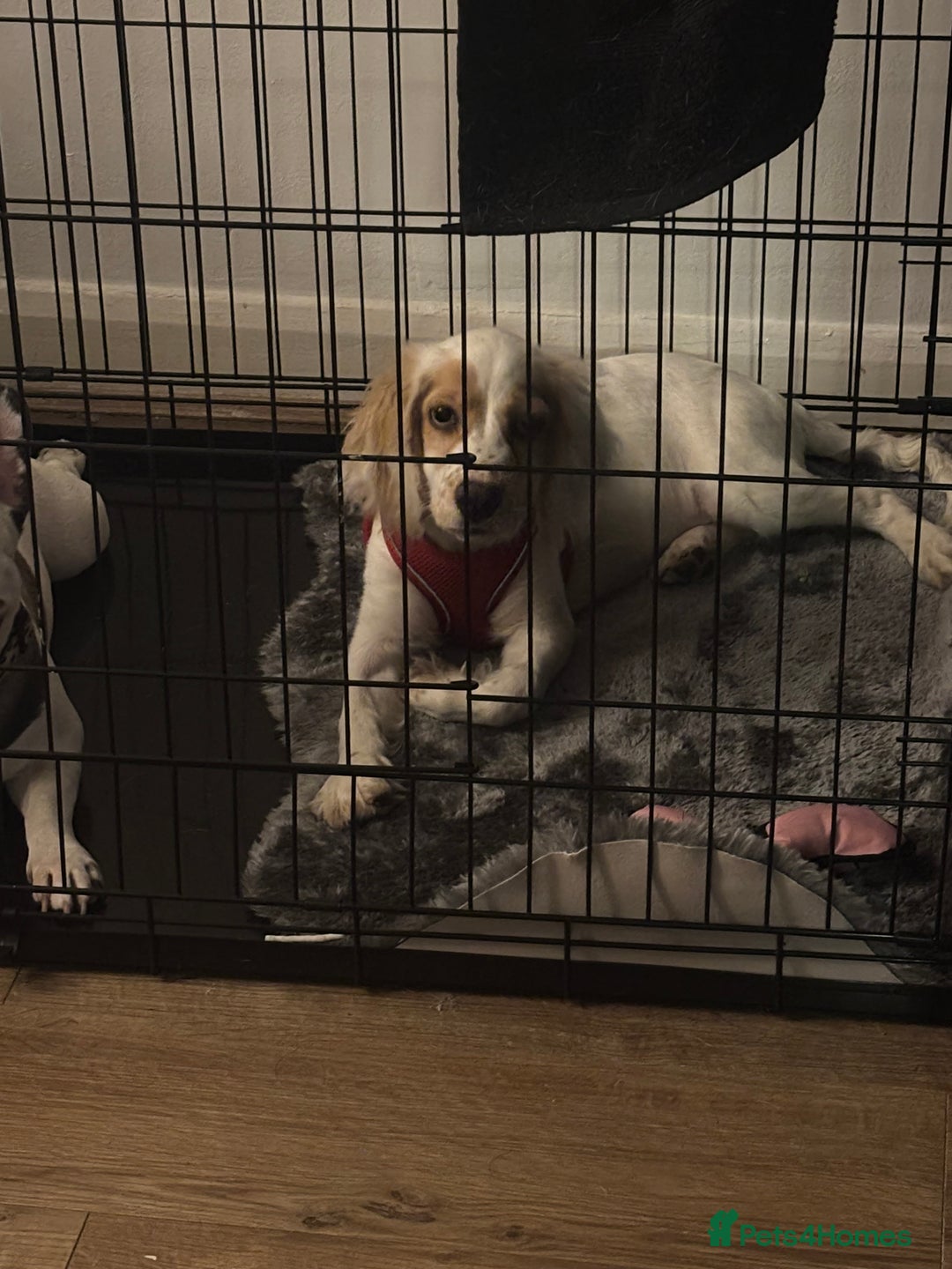 Cocker Spaniel dogs for sale: Cocker spaniel puppy  - Advert 1