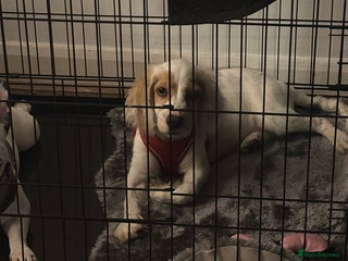 Cocker Spaniel dogs Cocker spaniel puppy - Advert 1