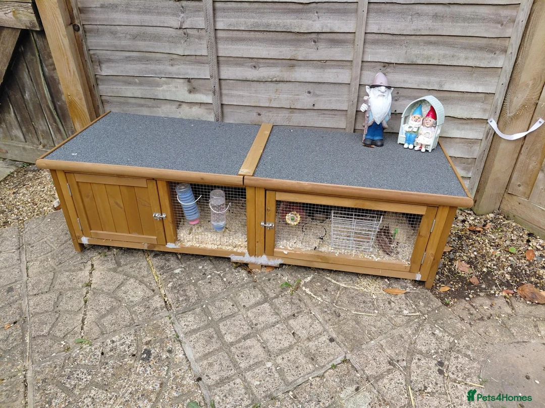 Guinea Pig rodents for sale: 2 female guinea pigs  in Milton Keynes - Advert 2