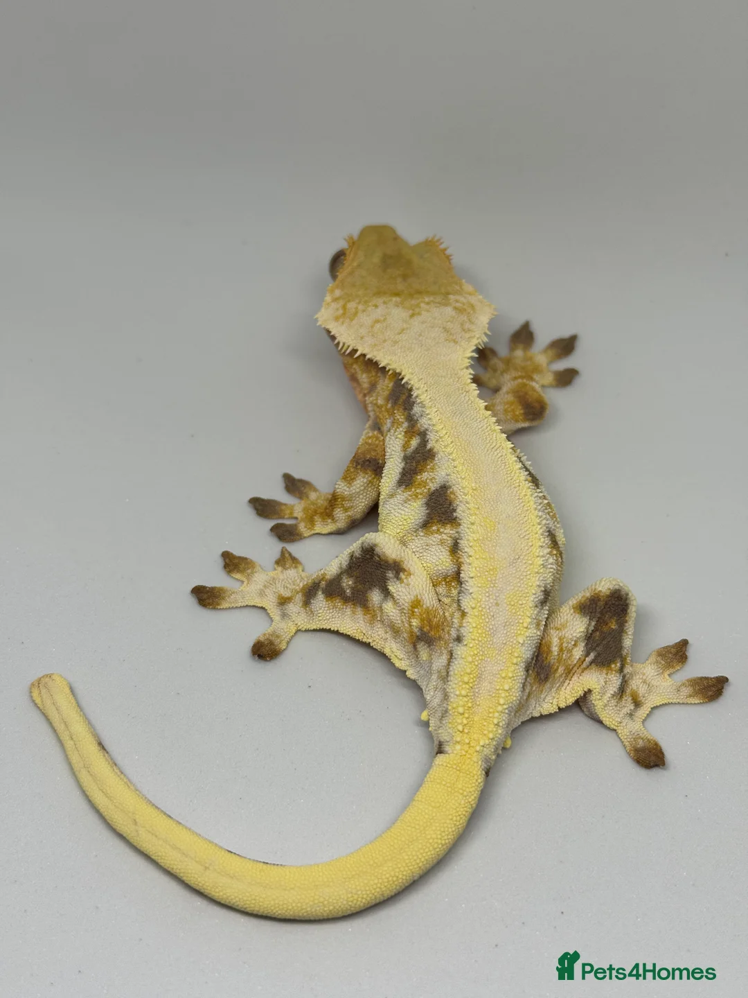 Gecko reptiles for sale: Crested Geckos (can provide full setup) - Advert 2