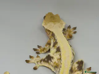 Gecko reptiles Crested Geckos (can provide full setup) - Advert 1