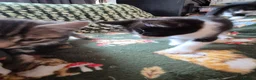 Mixed Breed cats for sale: Kittens Ready to Leave - Advert 4