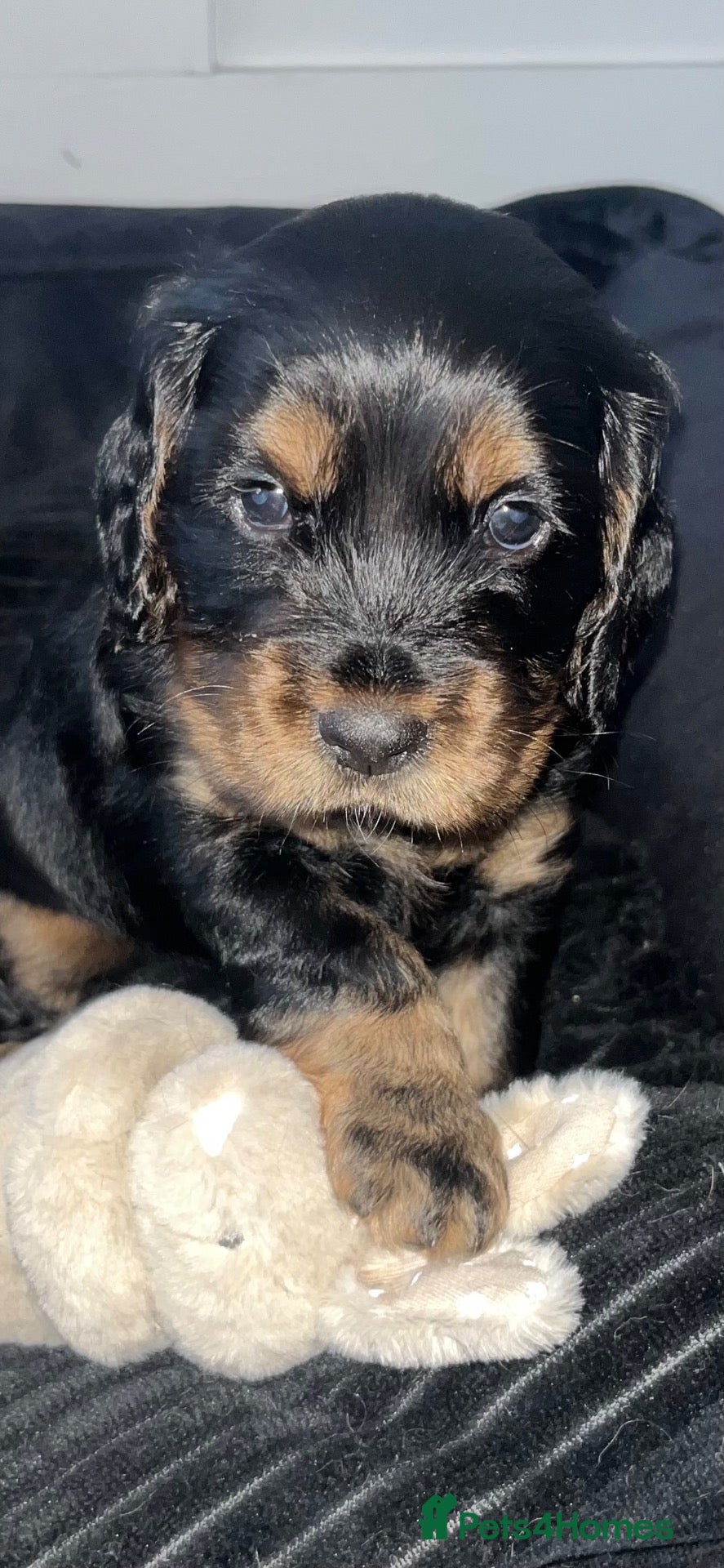 Cocker Spaniel dogs 🐶Stunning Cocker Spaniel pups🐶 - Advert 9