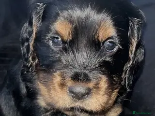 Cocker Spaniel dogs 🐶Stunning Cocker Spaniel pups🐶 - Advert 2