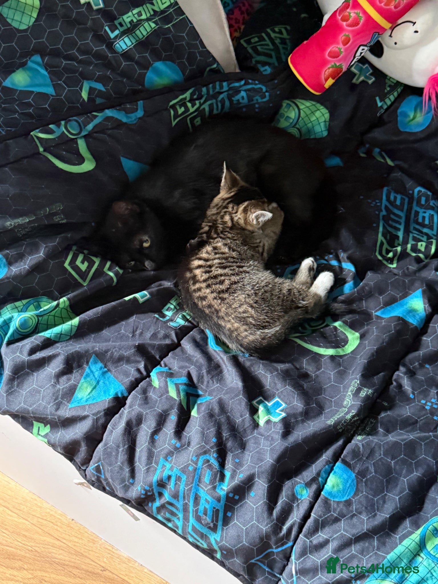 Mixed Breed cats for sale: Two beautiful female tabby kitten  - Advert 3