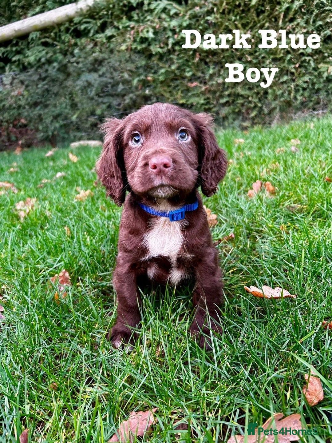 Sprocker dogs for sale: Sprocker spaniel puppies  - Advert 13