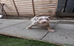 American Bully dogs for sale: American pocket bullys - Image 6