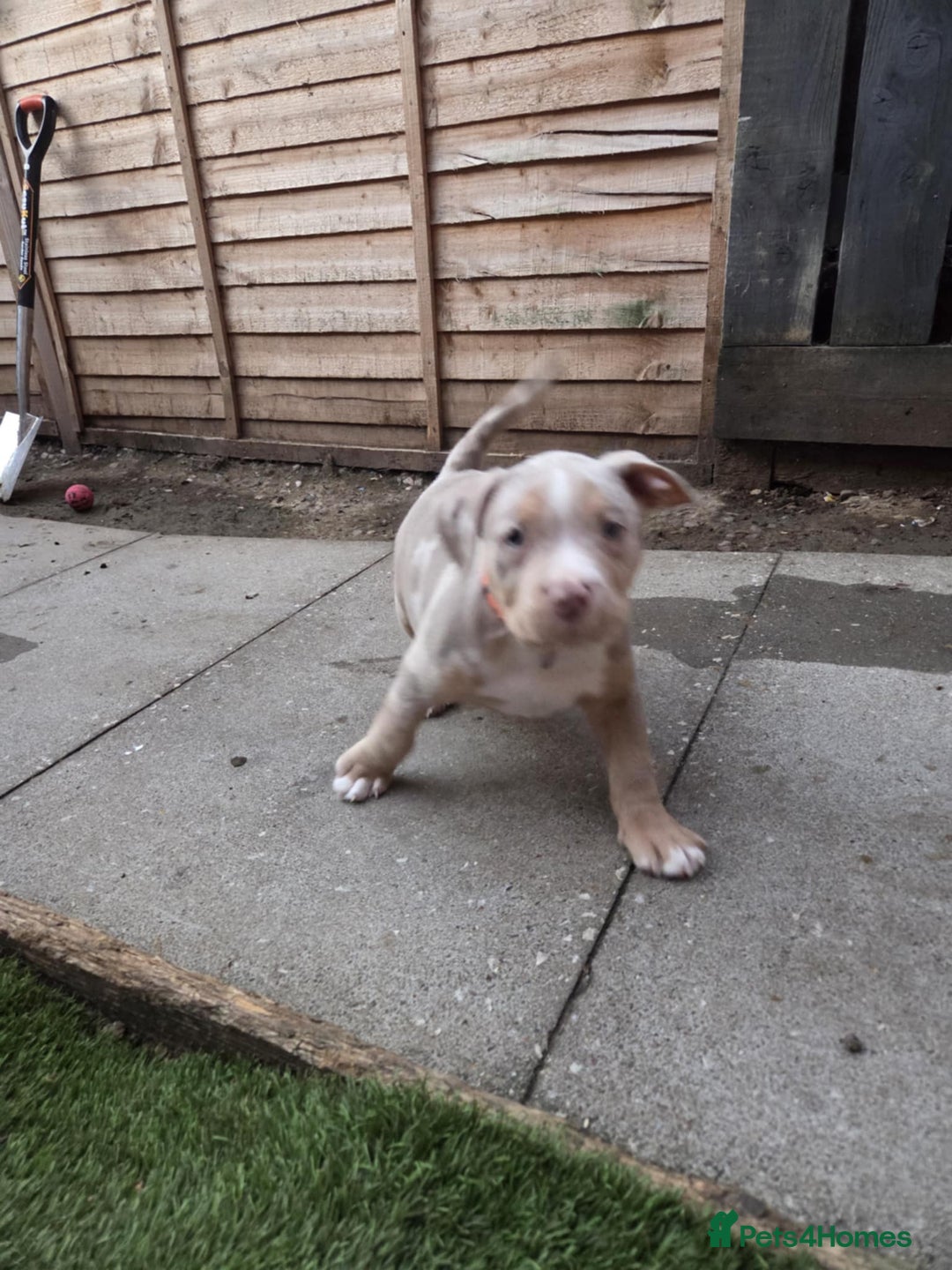 American Bully dogs for sale: American pocket bullys - Image 6