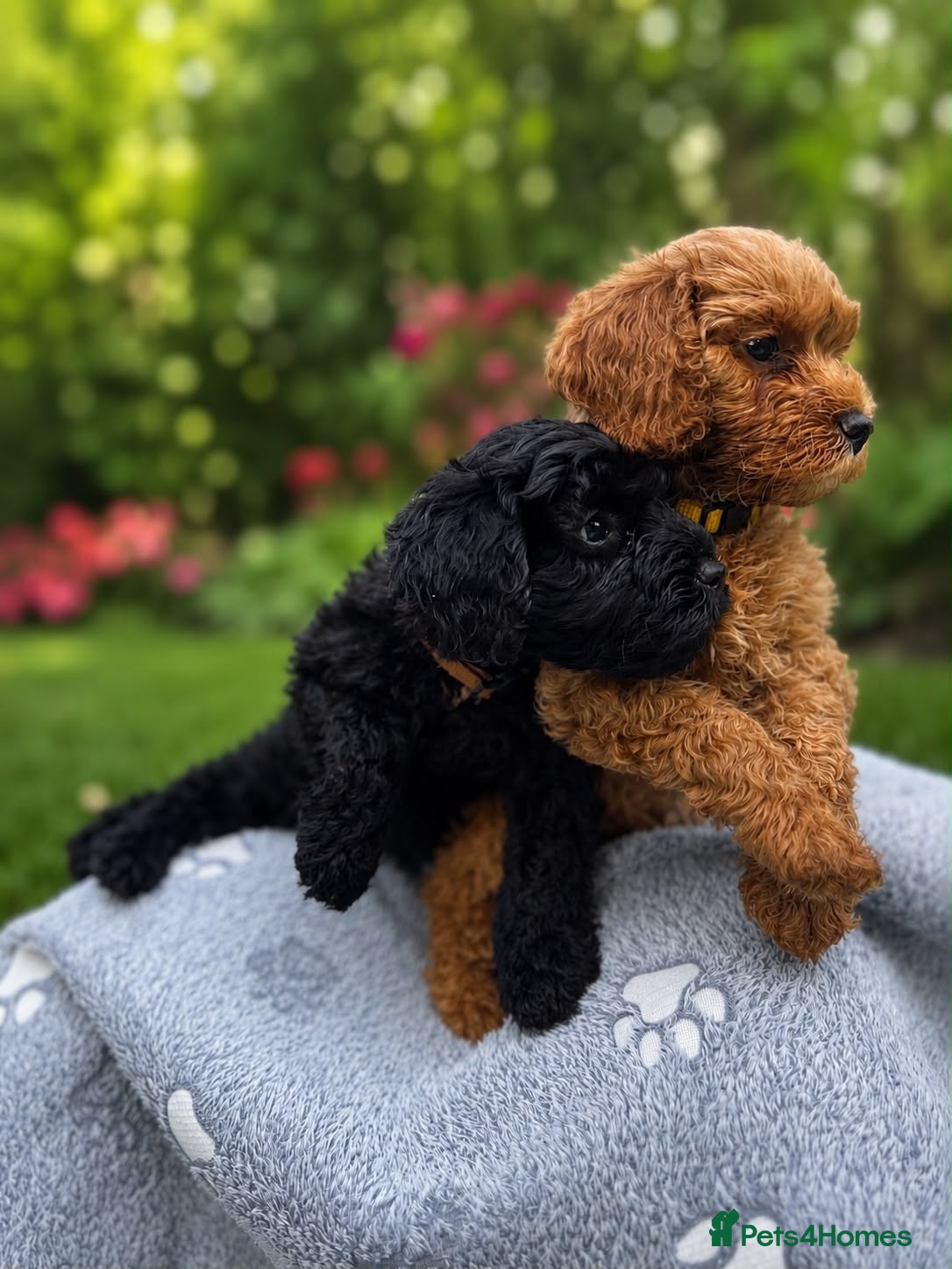 Cockapoo dogs Cockapoo Puppies - Ready Now - Advert 11