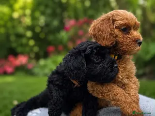 Cockapoo dogs Cockapoo Puppies - Ready Now - Advert 11