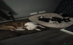 Mixed Breed dogs for sale: American bulldog (not bully) x cocker spaniel  - Image 21