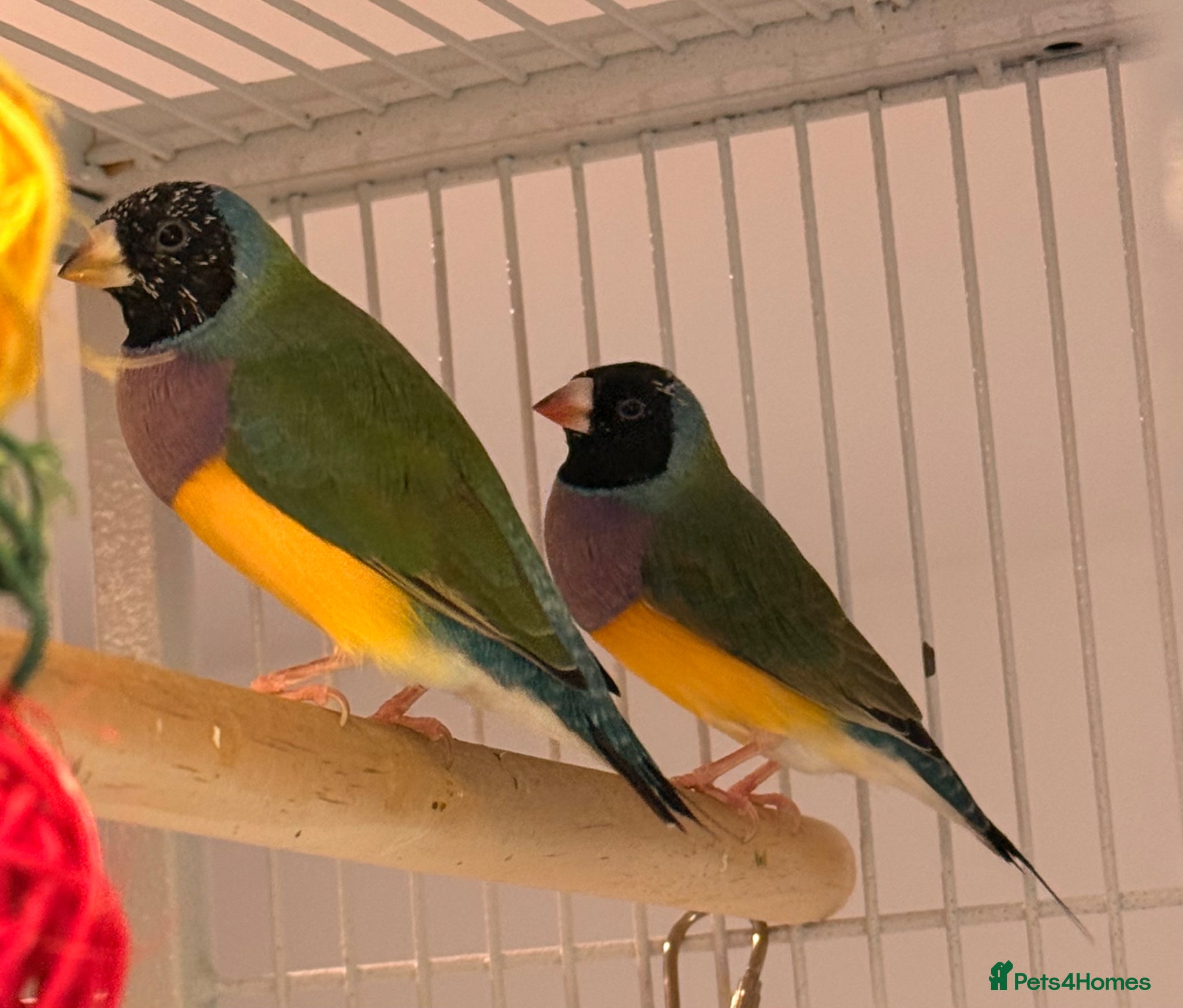 Finches birds for sale: 🐦 TOP QUALITY YOUNG MALE BLACKHEAD GOULDIANS — - Advert 3