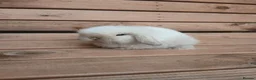 Mini Lop rabbits for sale: Purebred mini lop babies - Advert 6