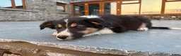 Border Collie dogs for sale: Beautiful Welsh Border Collie Puppies in Brecon - Advert 11