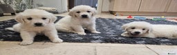 Golden Retriever dogs for sale: Extensively Health Tested English Cream Puppies - Advert 3