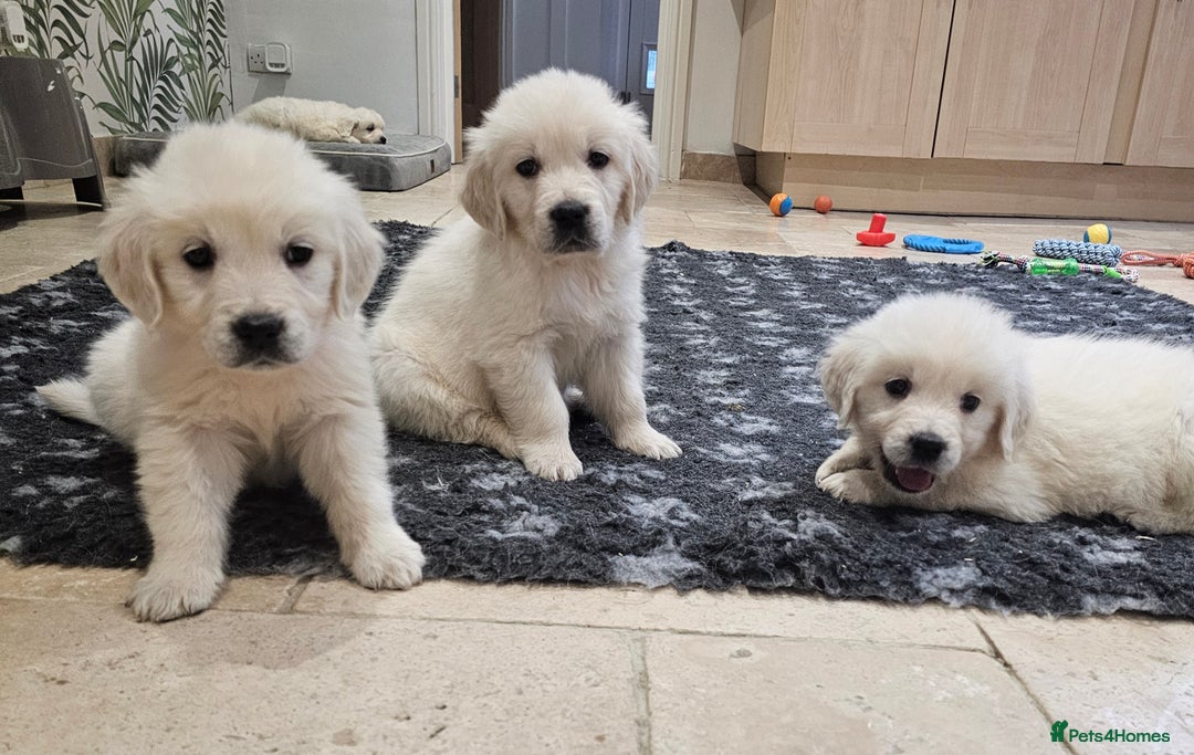 Golden Retriever dogs for sale: Extensively Health Tested English Cream Puppies - Advert 3