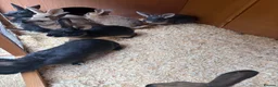 Mixed Breed rabbits for sale: gorgeous baby bunnies  - Advert 4