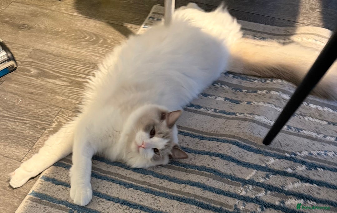 Ragdoll cats for sale: Family pet to a responsible and loving foreverhome - Advert 5