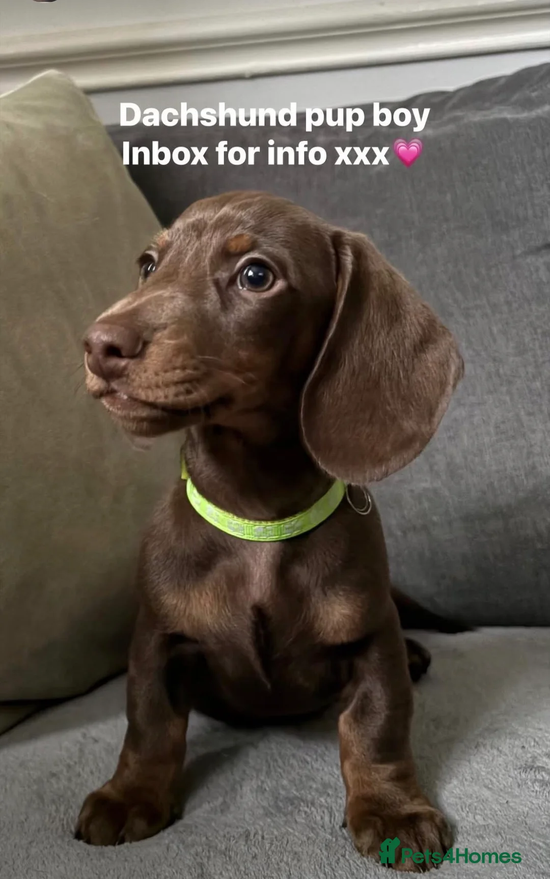 Miniature Dachshund dogs for sale: Male ready now  in Romford - Advert 1