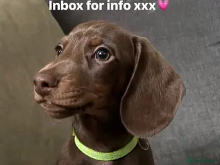 Miniature Dachshund dogs Male ready now in Romford - Advert 8