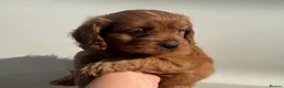Cavapoo dogs for sale: Fully tested Cavapoo’s F1 💙❤️ - Advert 3
