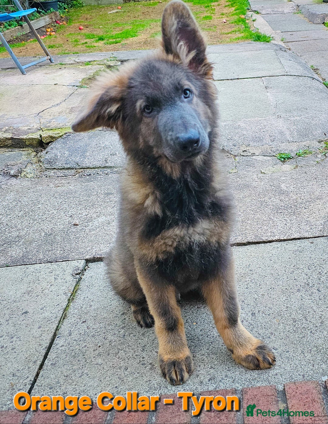 German Shepherd dogs for sale: 🔹️*REDUCED* handsome straight back KC gsp🔹️ - Image 6